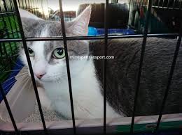 Maybe you would like to learn more about one of these? Mimi S Pet Transport Usa Safest Private 48hr Ground Transportation