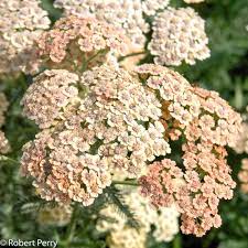 Cameo Yarrow Achillea Millefolium Image C Robert Perry Easy Plants To Grow Garden Planner Easy Plants