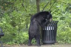 Morning Storytime: Mabel Meets a Black Bear