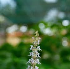 Image result for Platostoma