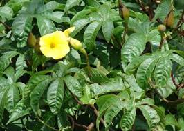 Image result for Xenostegia medium