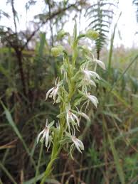 Image result for Habenaria kyimbilae