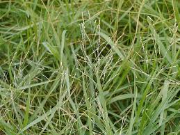 Image result for Panicum carneovaginatum