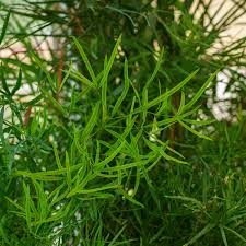 Image result for Asparagus falcatus