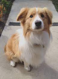 Border Collie Red White Dog Breeds Collie Dog Dogs