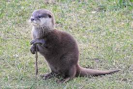 Asian Small Clawed Otter By Maria Schreuders Cute Animals Funny Animals Otters