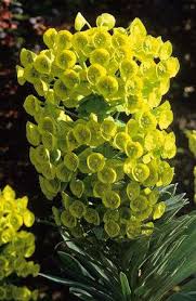 Image result for Euphorbia pfeilii