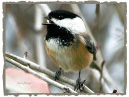 Birds Of Eastern Washington State Black Capped Chickadee Black Capped Chickadee Pend Oreille County Chickadee