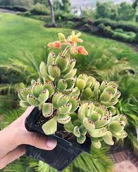 Variegated Bear Paw Succulent Suculentas Jardin Suculentas Plantas Suculentas