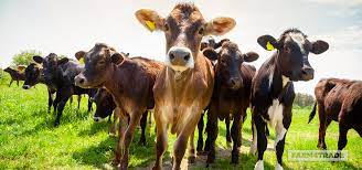 The Most Popular Beef Cattle Breeds Farm4trade