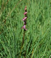 Image result for Disperis