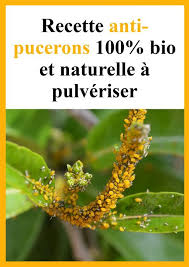 Savon Noir Contre Les Pucerons La Recette Efficace Pour Sauver Ses Plantes Pucerons Jardinage Bio Anti Puceron