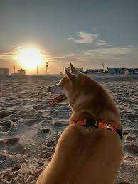 Black And Tan Shiba Inu Dachshund Mix Corgi Shiba Inu Mix Reviewed By Vets 3 Reasons To Avoid Doggypedia Shiba Inu Shiba Inu Corgi Mix Shiba