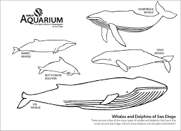 Whale coloring page coloring page. San Diego Whale Coloring Page Coloringbay