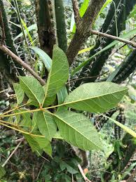 Image result for Handroanthus chrysotrichus