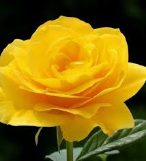 Bunga mawar bisa dikatakan sebagai bunga yang paling terkenal. Jual Jenis Bunga Mawar Kuning Yellow Rose Toko Bungaku