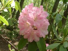 One Of The Most Popular Pink Rhododendrons In The Northeast Region Rhododendron Wheatley Is A Very Fragrant Beauty That M Rhododendron Azaleas Showy Flowers