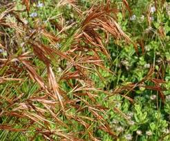 Image result for Thesium thamnus