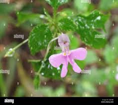 Image result for Impatiens hochstetteri