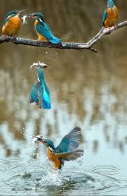 Best Bird Photography By Christopher 13 Full Image In 2020 Most Beautiful Birds Kingfisher Bird Colorful Birds
