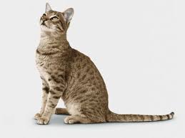 Apply a bit of powder (cornstarch or talcum powder) in the matted areas of your cat, brushing it with your fingers. How To Painlessly De Mat A Cat