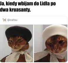 Powrót dzieci do szkół w maju 2021. Memy Dom Bez Kota To Glupota Najlepsze Memy O Kotach Memy Z Kotami W Roli Glownej 22 04 2021 Glos Koszalinski