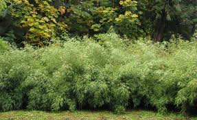 Image result for Lagenaria rufa