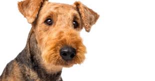 Follicular Dysplasia Is An Inherited Condition In Which There Is Abnormal Hair Growth Affected Pets May Have Hair That Airedale Terrier Airedale Dogs Terrier