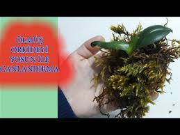 Koku Kalmamis Orkide Nasil Canlanir Koku Kalmamis Orkideyi Nasil Kurtarabiliriz Orchid Has No Root Youtube Orkideler Youtube Instagram