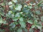 Image result for Phytolacca dodecandra