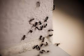They vary in size from ¼ inch to ¾ of an inch long. Carpenter Ant Insect Spraying Clayton Michigan