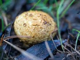 Image result for Scleroderma cepa