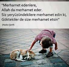 Hulya Yilmaz Adli Kullanicinin Ozlu Sozler Panosundaki Pin Evcil Hayvanlar Hayvanlar Guzel Soz