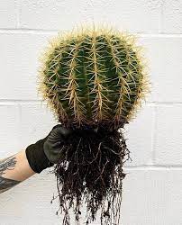 Some, like ball cacti, have shorter, more compact roots that absorb dew water that falls off the cactus. Barrel Cactus Tip When It S Time To Repot Choose A Terra Cotta Pot With A Drain Hole That S Just Big Enoug Barrel Cactus Cacti And Succulents Terracotta Pots