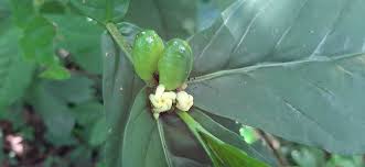 Image result for Schizozygia