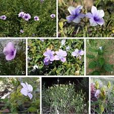 Image result for Barleria mackenii
