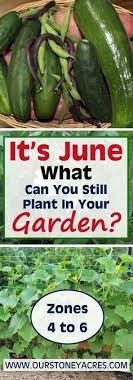 June Planting Guide It S Not Too Late To Plant Our Stoney Acres Gardening Tips Planting Vegetables Plants