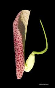 Image result for Aristolochia odoratissima L.
