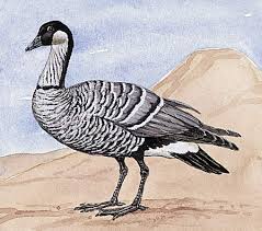 The official bird of the state of hawai'i, the nene is exclusively found in the wild of the islands of mau'i, kaua'i and hawai'i. Hawaii History Map Flag Facts Britannica