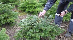 Ist es schon schwierig, die für bäume geeigneten schnittzeiträume zu bestimmen und festzulegen, so wird die. Form Und Korrekturschnitt Von Weihnachtsbaumen Youtube
