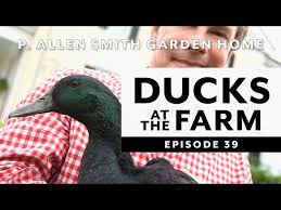 Check out our man dog duck fence selection for the very best in unique or custom, handmade pieces from our shops. Ducks Breeds At Moss Mountain Farm P Allen Smith 2020 Youtube
