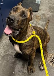 DO YOU KNOW MY OWNER?? 🐾Must...