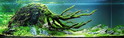 Find all the supplies you need to craft a successful. Aquascape Ideas Aquascaping Supplies Near Me