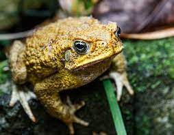 Pin On Nature Of Creatures And Wilderness