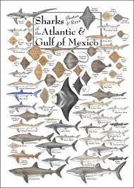 Sharks Skates And Rays Of The Atlantic And Gulf Of Mexico Poster Shark Ocean Creatures Fish Chart