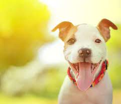 We did not find results for: Every Dog Has Its Day Pit Bull Rescue In Colorado Springs