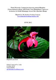 Image result for Argyrolobium fischeri