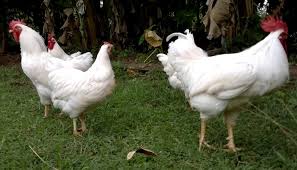 Their eyes are reddish orange, and their beak is reddish brown. Rhode Island White Chicken Breed Everything You Need To Know