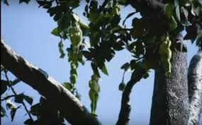 In order to make the least amount of damage to the tree, you want to make sure that your tools are sharp and clean. Mystery Tree That Bears Women Shaped Fruits Discovered In Thailand Science Technology Nigeria