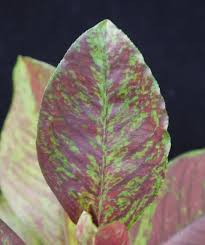 Image result for Synadenium cameronii